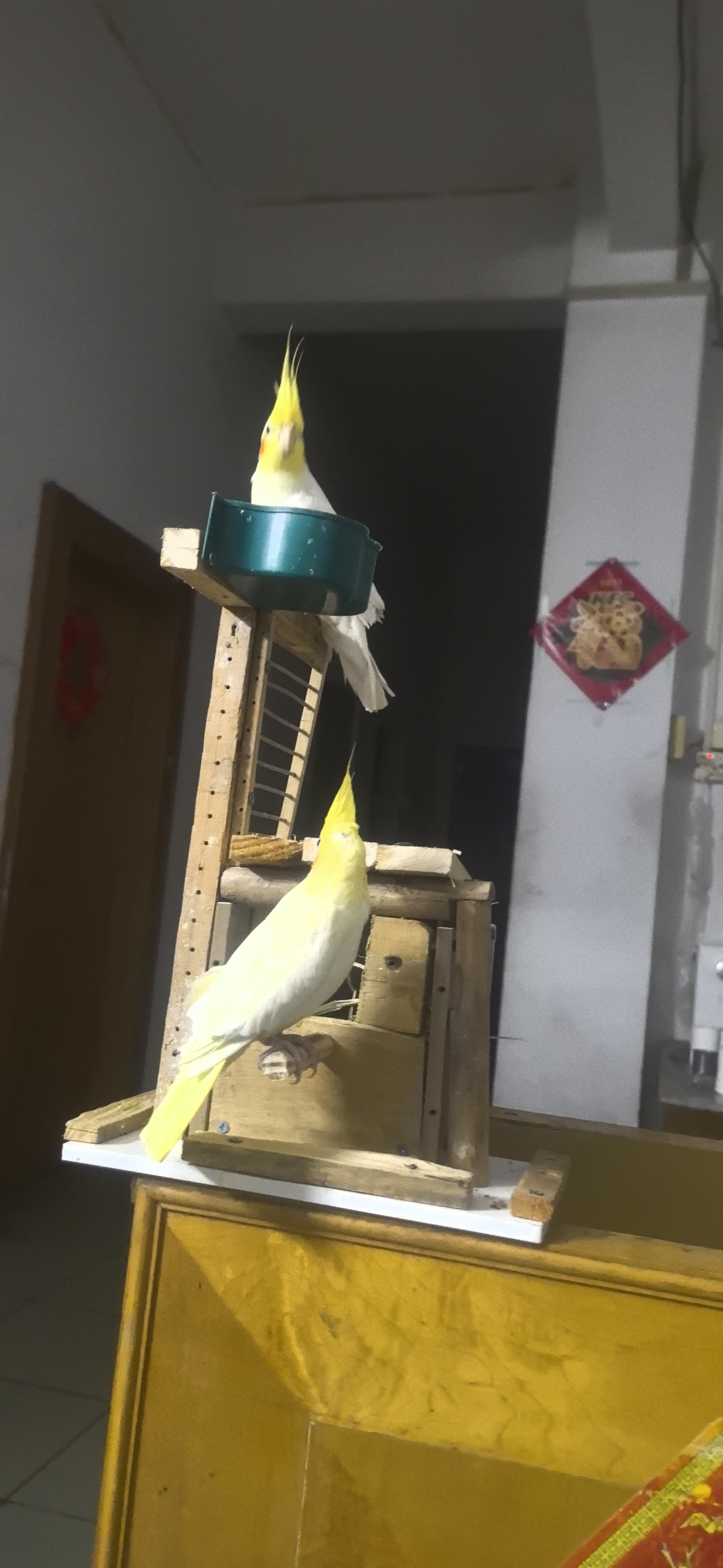 上等玄凤种鸟